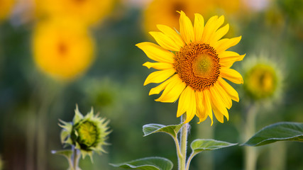 Close up of yellow sunflower in green summer field.