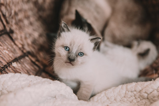 premium ragdoll katze stockmedien adobe stock