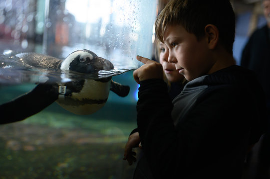 Boy pointing at penguin swimming in aquarium exhibit
