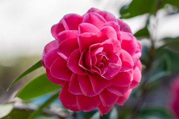 A closeup on camellia japonica Pearl maxwell