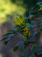 Yellow flowers of Mahonia bealei