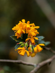 Closeup on flowers of Berberis darwinii