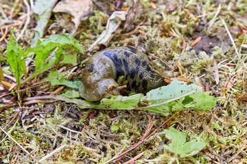 Pacific Banana Slug  eating a weed in Hoonah Alaska 
