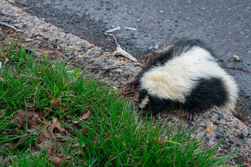 Naklejka premium A Dead Skunk That Was Trying to Get Out of the Road