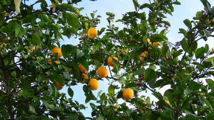 Lemon tree in garden in croatia