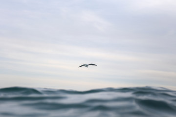 Fototapeta na wymiar Flying Seagull, Australia