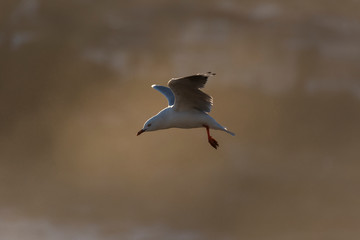 Flying Seagull, Australia