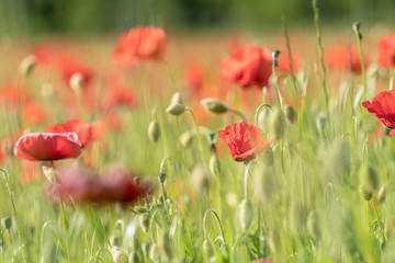 Naklejka premium field of red poppies