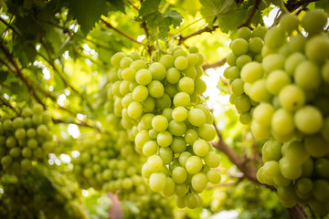 Close up images of harvesting table grapes on a table grape farm in the western cape of south africa