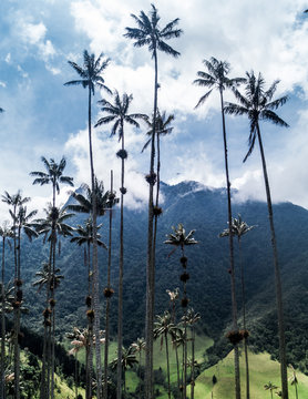 palms forest in a mountain Colombia