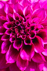 colourful flowers and nature