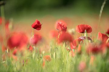 Obraz premium field of red poppies