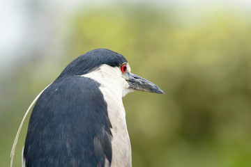 Black-crowned night-heron (Nycticorax nycticorax), detail of the head of beautiful specimen in freedom.