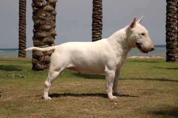Adult Bull Terrier Standard White Color near to the sea