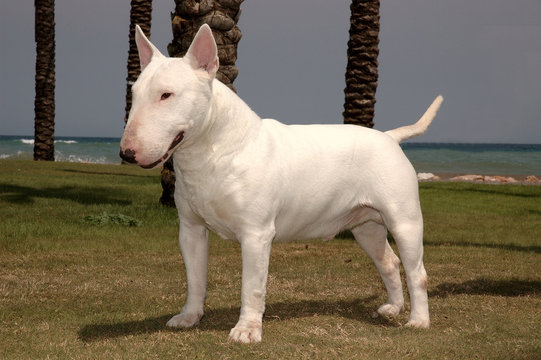 Adult Bull Terrier Standard White Color near to the sea