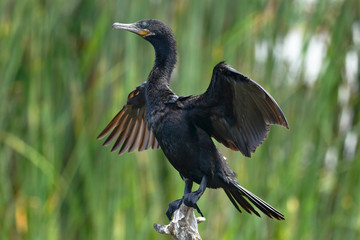 Neotropic cormorant (Nannopterum brasilianus), specimen detail flapping its wings in its natural...