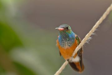 Amazilia hummingbird (Amazilia amazilia) in the foreground and resting peacefully