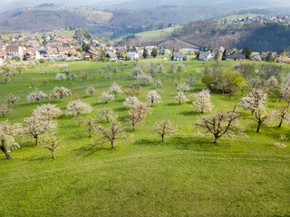 Fototapeta na wymiar Aerial view of agriculture regions with blooming orchard garden over the hill