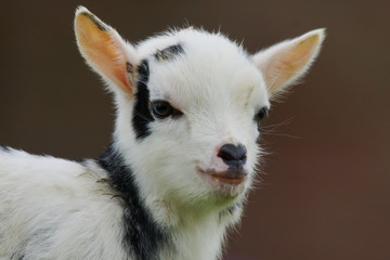 Fototapeta na wymiar lamb of a goat