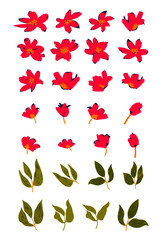 set of red flowers