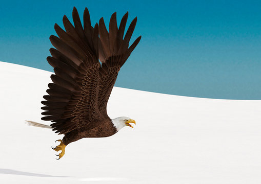 Bald Eagle Is Flying Up On White Snow Side View