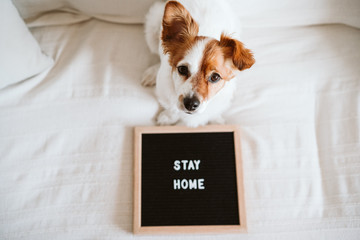 cute jack russell dog on the sofa with letter board with STAY HOME message. Pandemic coronavirus...