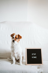 cute jack russell dog on the sofa with letter board with STAY HOME message. Pandemic coronavirus covid-19 concept