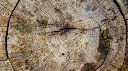 Fototapeta premium Wooden tree stump, close view