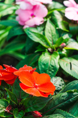 colourful flowers and nature