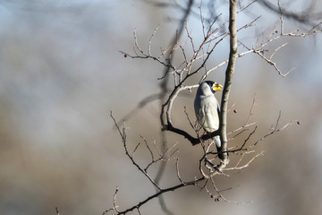 枝にとまるイカル