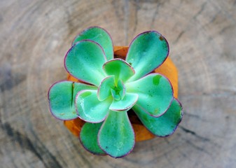 A wooden pot planted with a green succulent plant