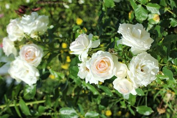 bouquet of white roses