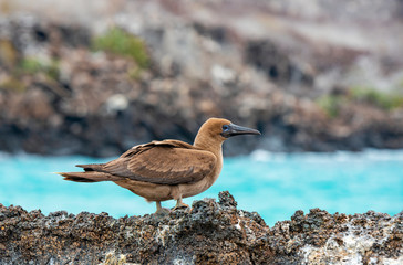 A young red footed booby (Sula sula) on volcanic rock with turquoise water in the background, Genovesa Island, Galapagos Islands national park, Ecuador.