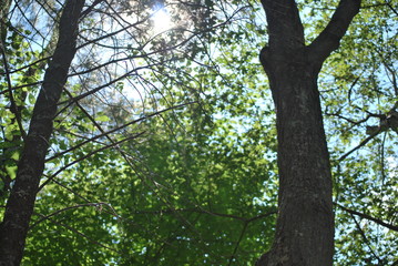 Sunlight through trees