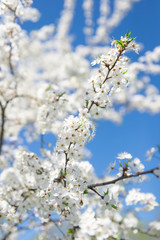 Flowering branch of fruit tree. Cherry blossomed in the spring.