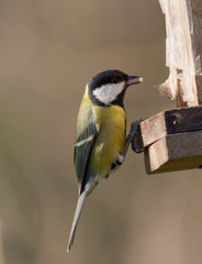 Great tit on feeder with seed in beak