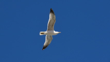 Flying seagull over the adria sea in croatia dalmatia