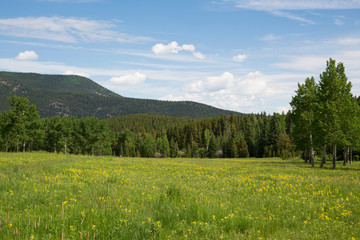 Beautiful mountain meadow during the summer in Colorado