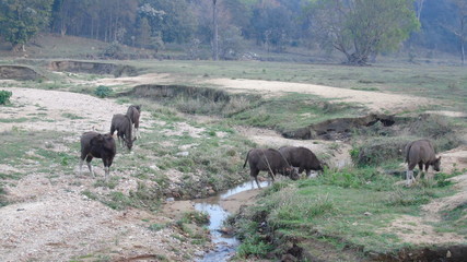 Indian Bison in Grassland at Water