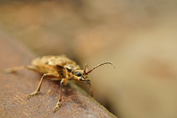 Nahansicht eines kleinen Zangenbocks