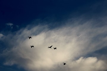 flock of birds flying in the blue sky