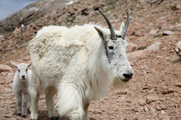 Mountain Goats on top of the Mount Evans in Colorado