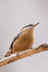 An eurasian nuthatch (Sitta europaea)