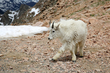 Baby Mountain Goat on top of the Mount Evans in Colorado