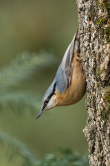 An eurasian nuthatch (Sitta europaea)