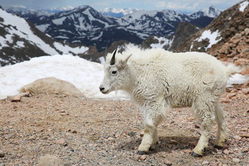Obraz premium Baby Mountain Goat on top of the Mount Evans in Colorado