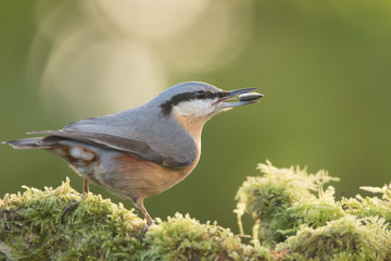 An eurasian nuthatch (Sitta europaea)