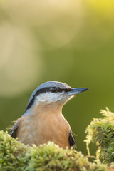 An eurasian nuthatch (Sitta europaea)