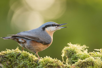 An eurasian nuthatch (Sitta europaea)
