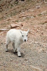 Fototapeta premium Baby Mountain Goat on top of the Mount Evans in Colorado